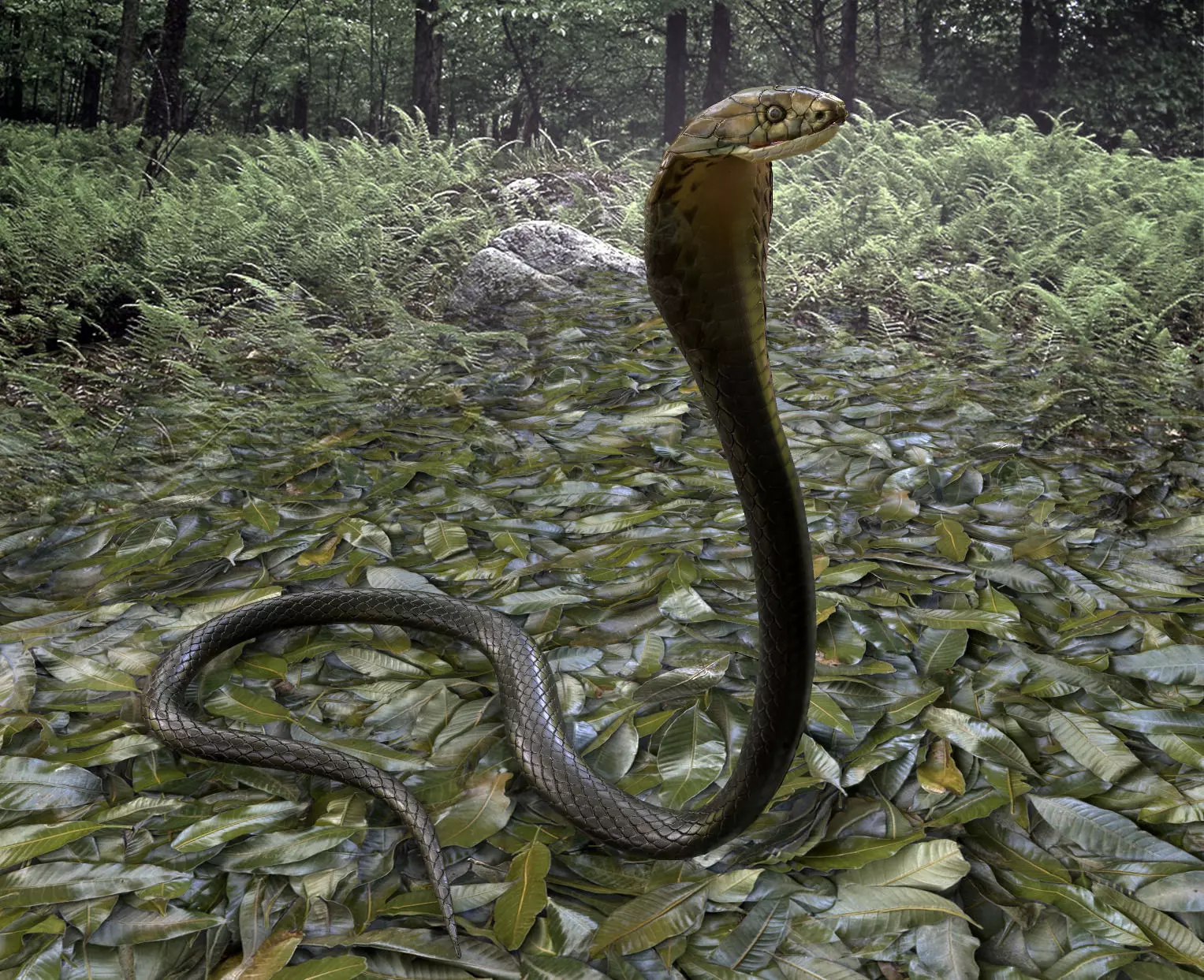 Cobra Rigged  Animated and Textured Low-poly 3D model_0