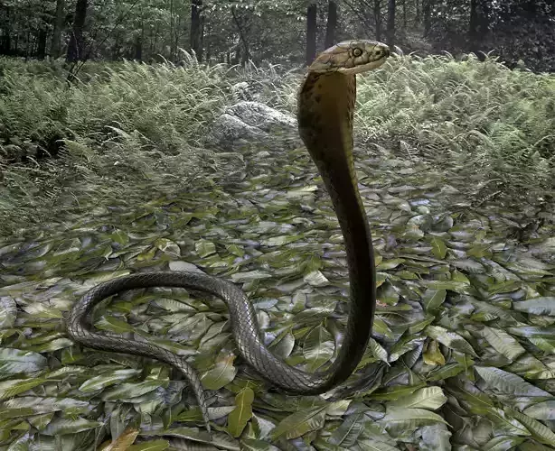 Cobra Rigged  Animated and Textured Low-poly 3D model