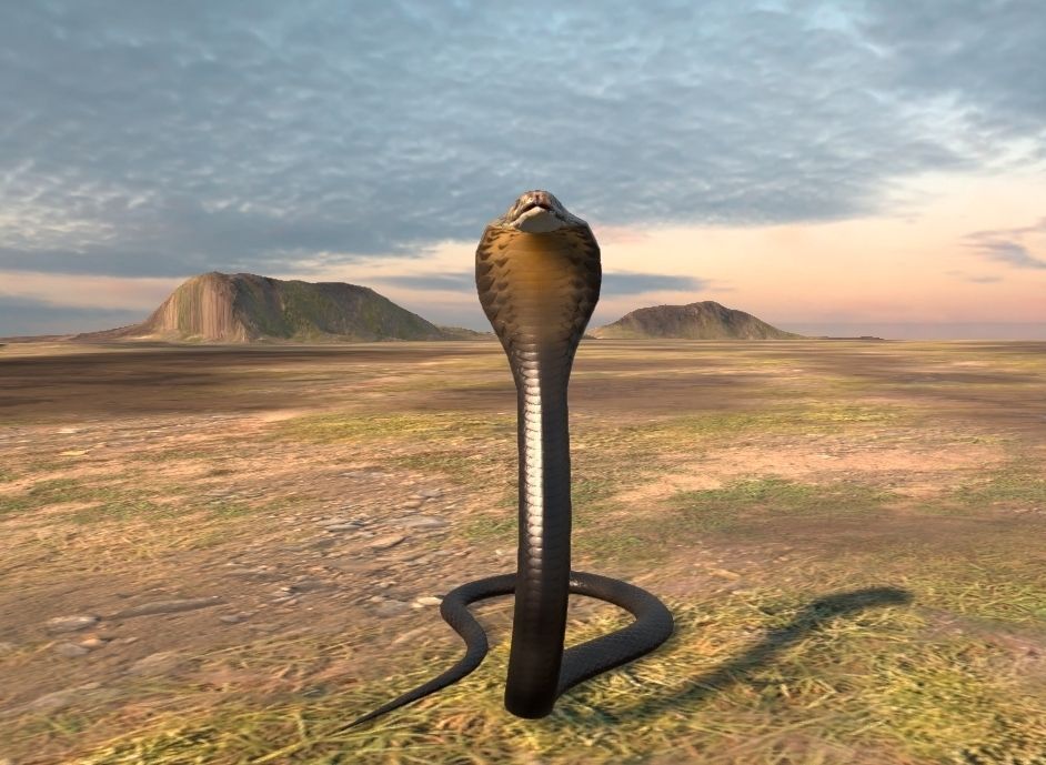 Cobra Rigged  Animated and Textured Low-poly 3D model_4
