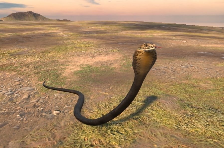 Cobra Rigged  Animated and Textured Low-poly 3D model_6