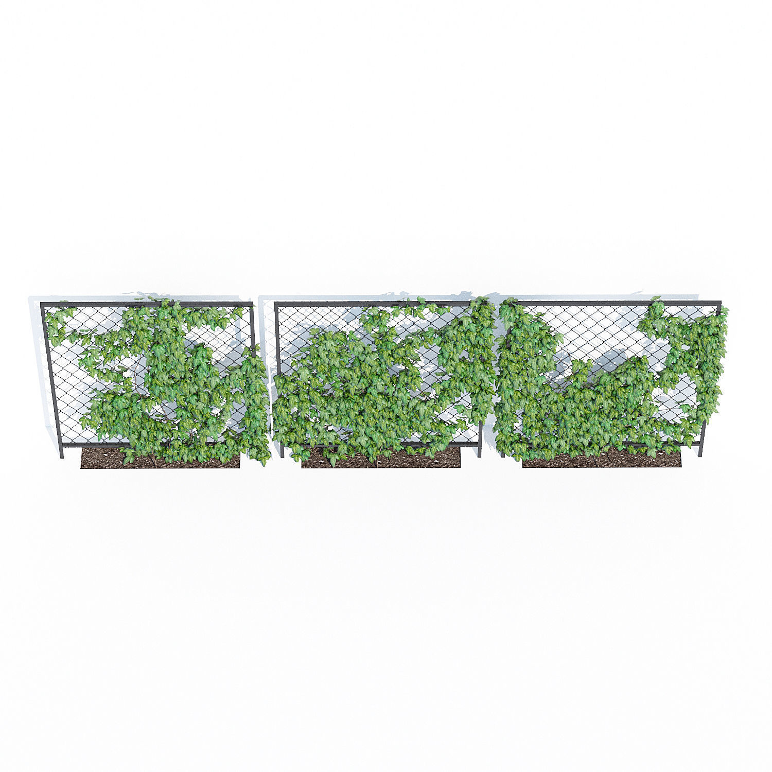 Ivy wall three 3D model_4