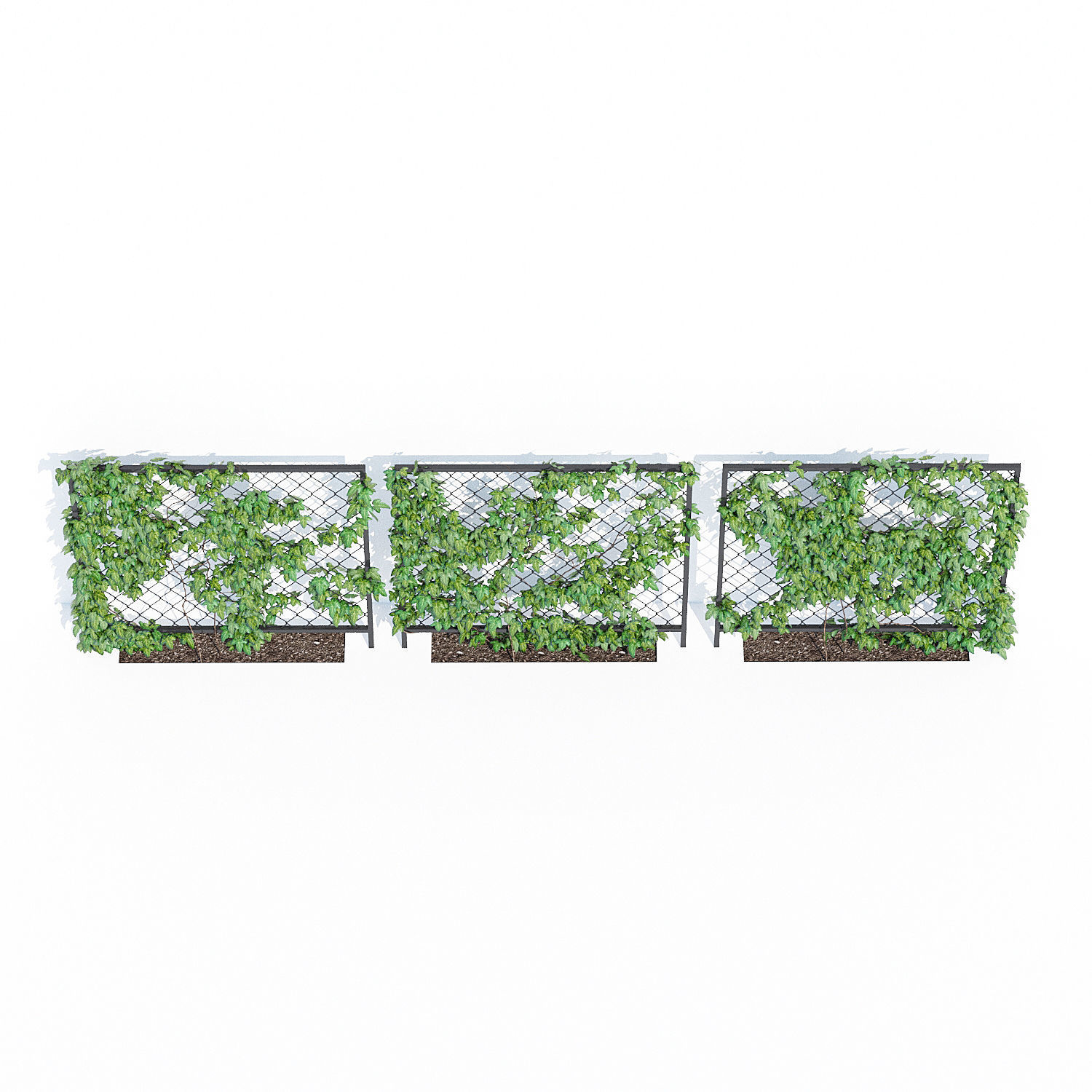 Ivy wall three 3D model_5