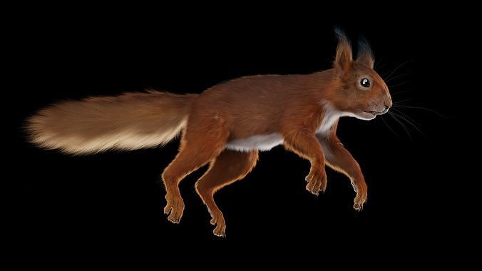 Squirrel 3D model