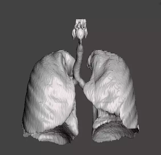 Human Respiratory System 3D print model_0