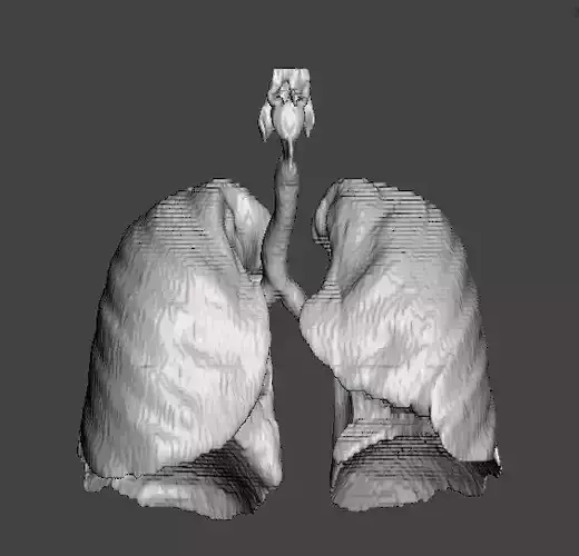 Human Respiratory System 3D print model