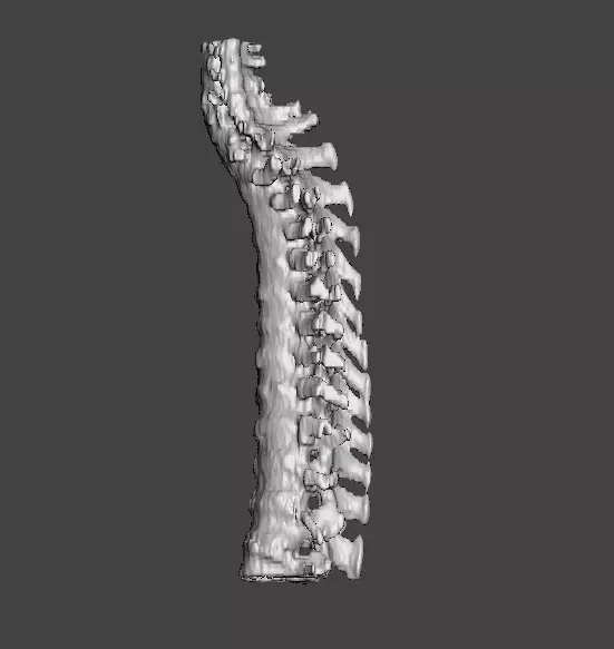 human backbone or spine 3D print model