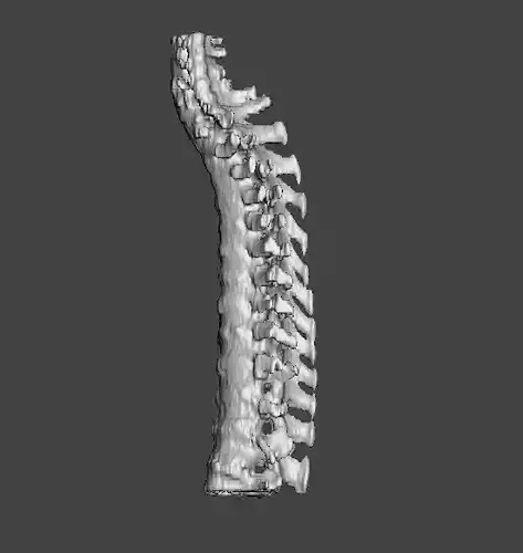 human backbone or spine