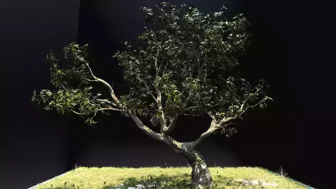 Tree - Ash 6M HD 8K