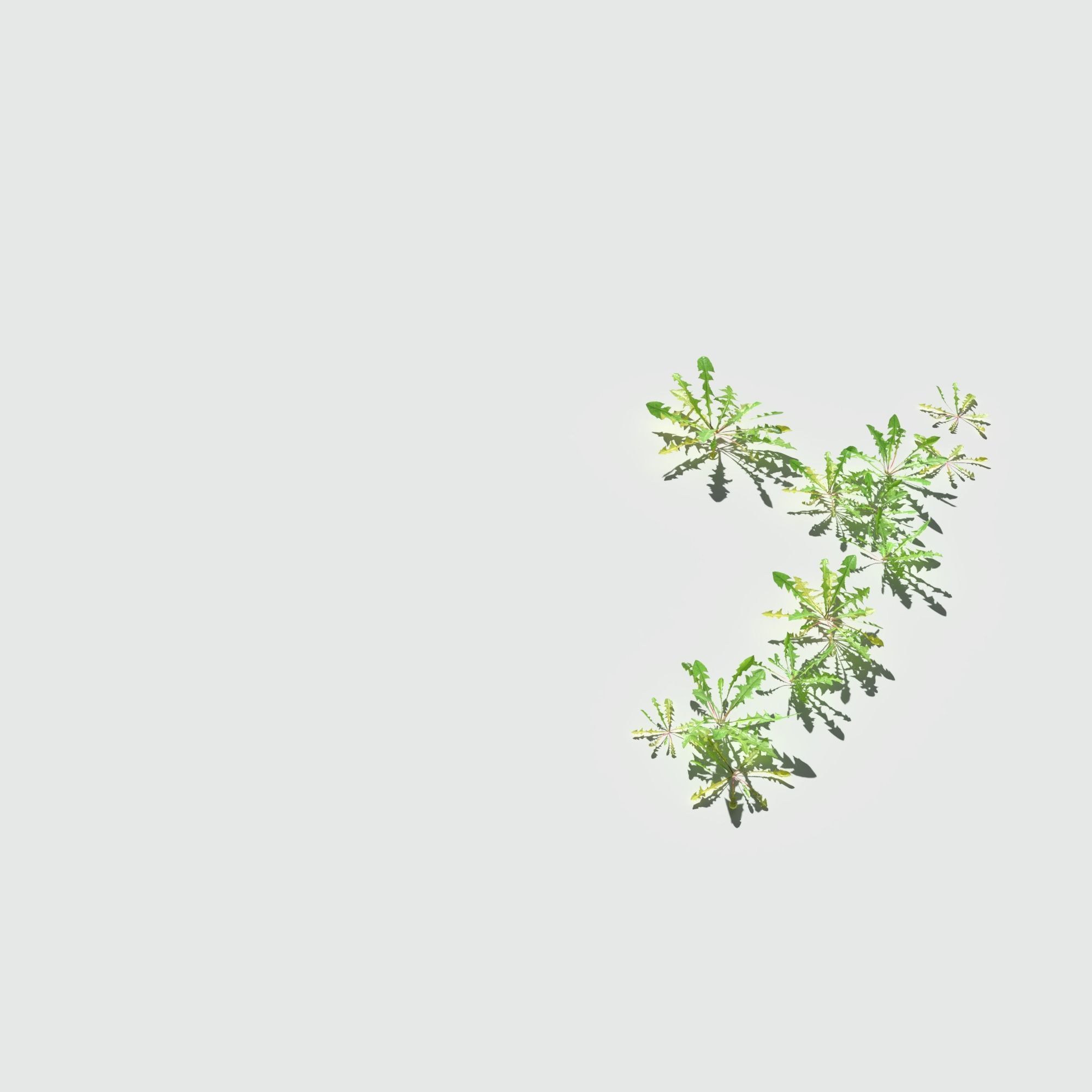 Ryegrass Meadow Patch 3D model_10