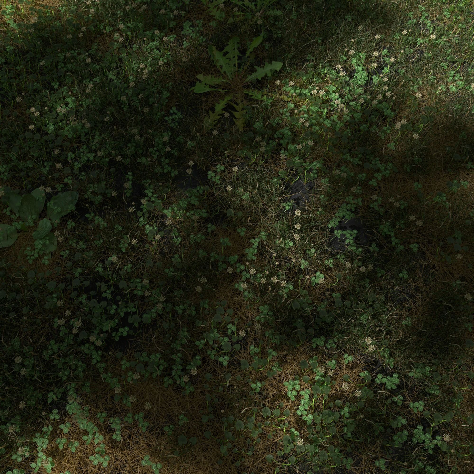 Ryegrass Meadow Patch 3D model_4