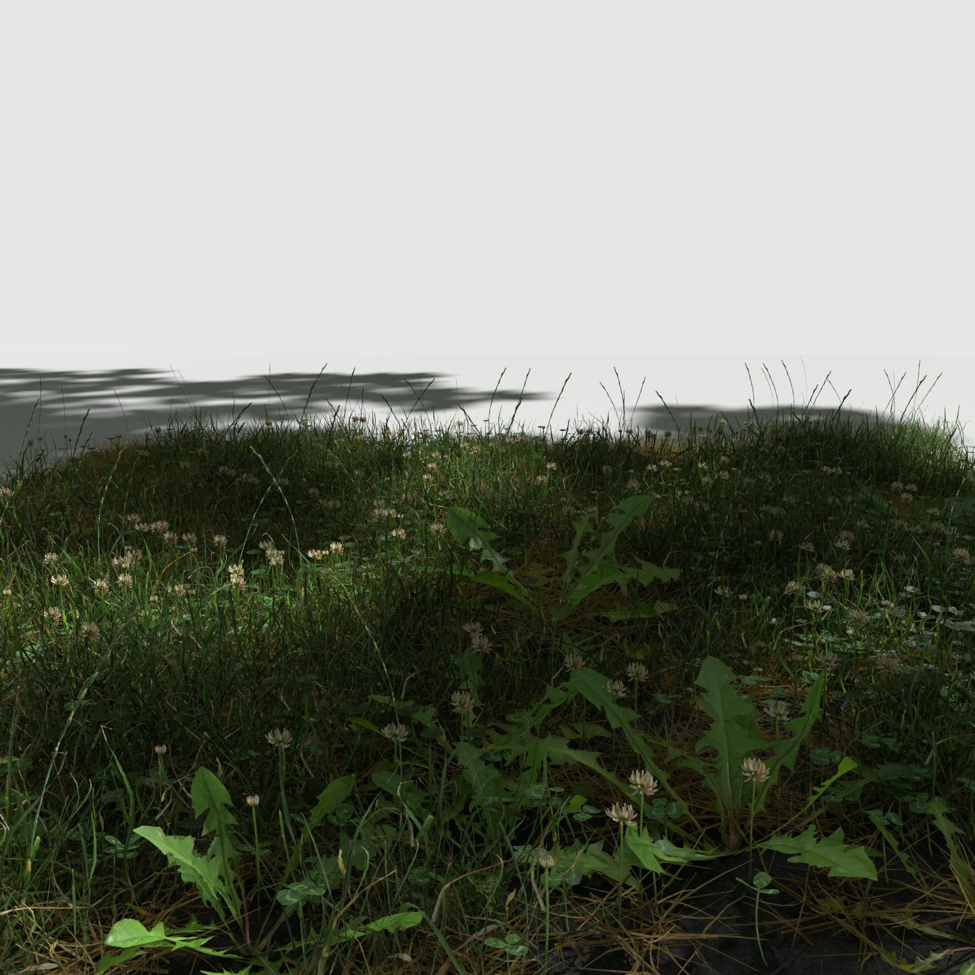 Ryegrass Meadow Patch 3D model_1