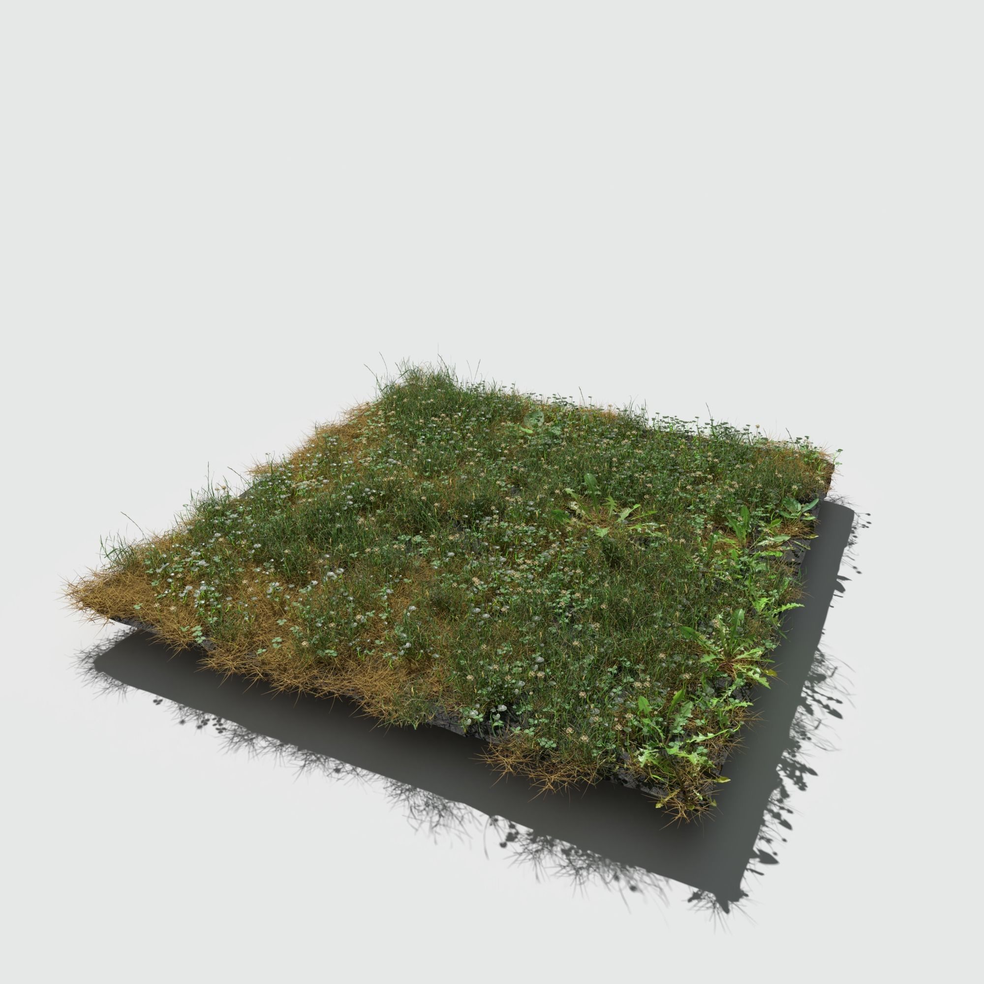 Ryegrass Meadow Patch 3D model_2