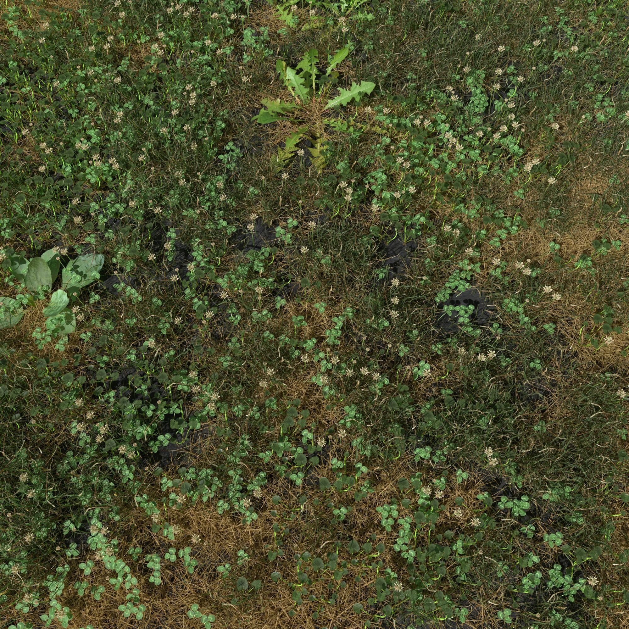 Ryegrass Meadow Patch 3D model_3