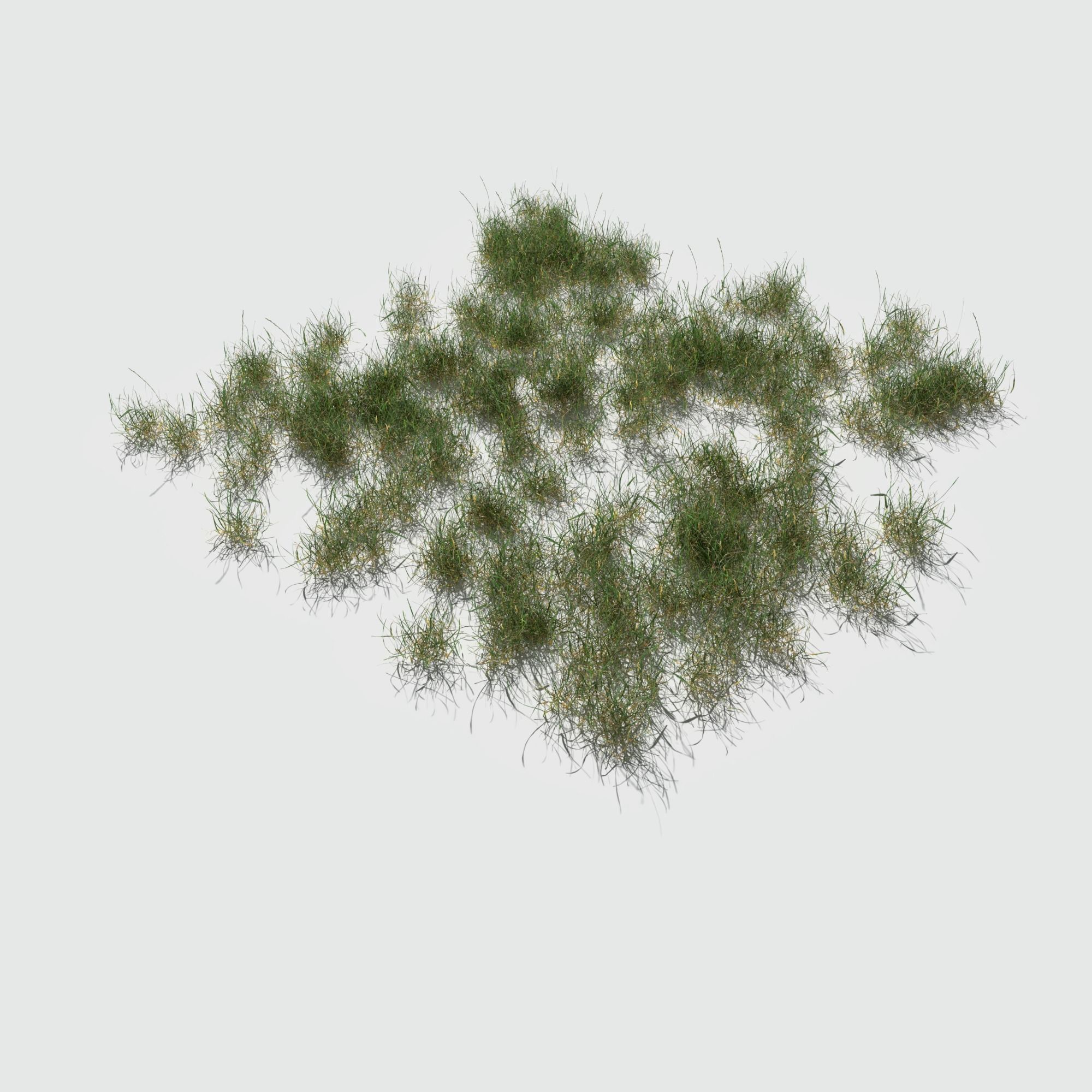 Ryegrass Meadow Patch 3D model_16