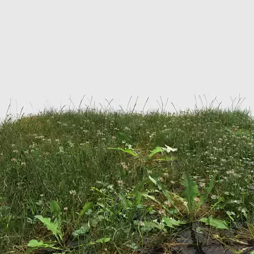 Ryegrass Meadow Patch 3D model