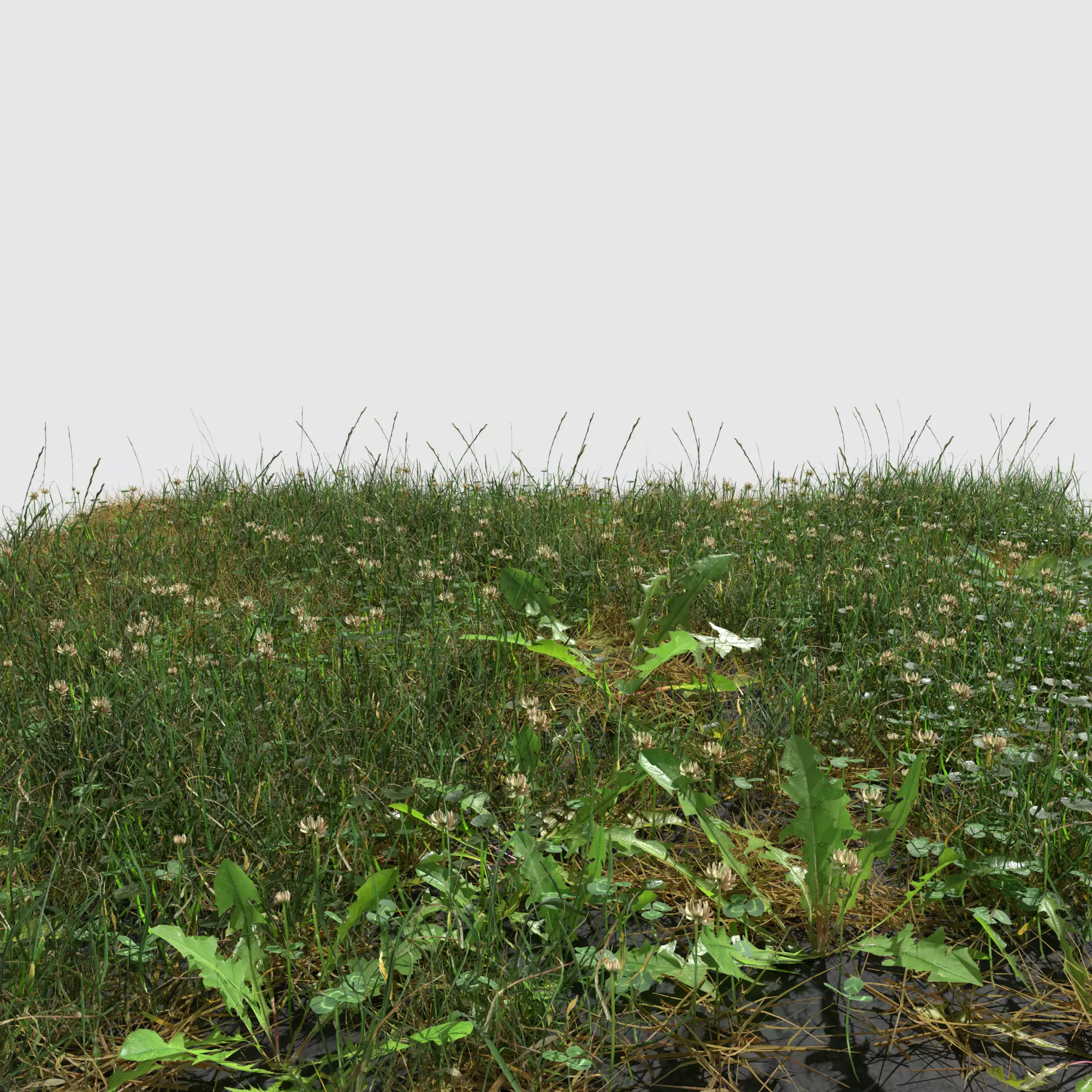 Ryegrass Meadow Patch 3D model_0