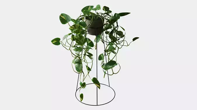 Ivy Plant