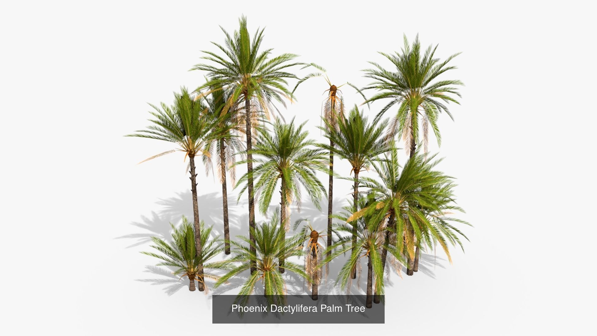 WW2 Afrika Korps Assets 3D Model Collection_8