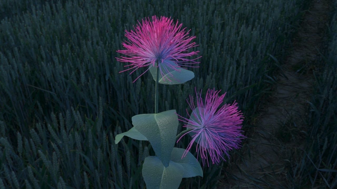 Albizia flower 3D model_2