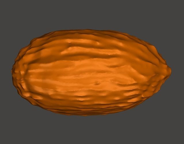 cacao bean model 3D print model