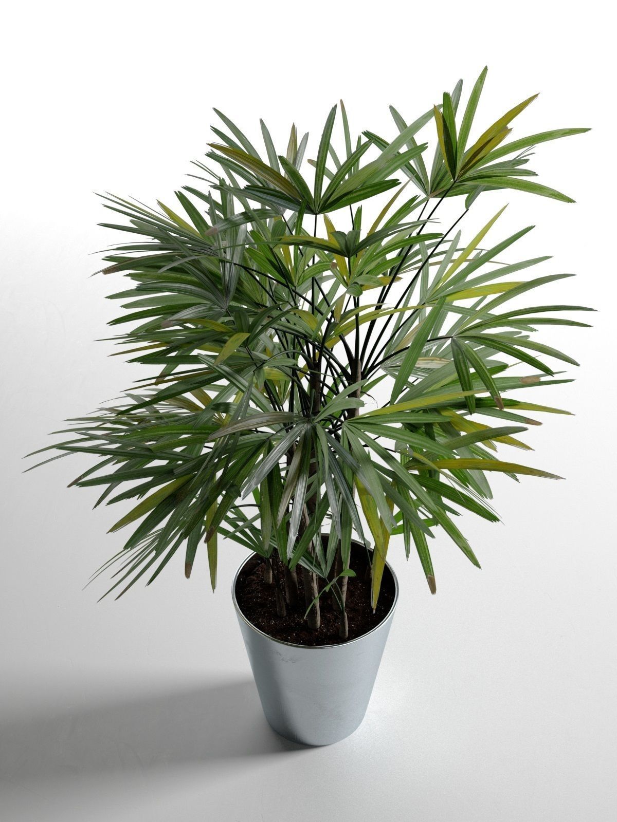 Rhapis Excelsa in Pot 3D model_1