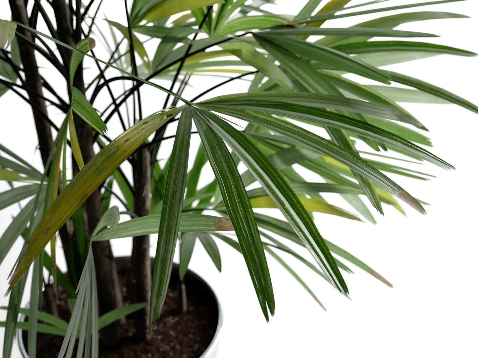 Rhapis Excelsa in Pot 3D model_2