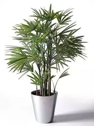 Rhapis Excelsa in Pot