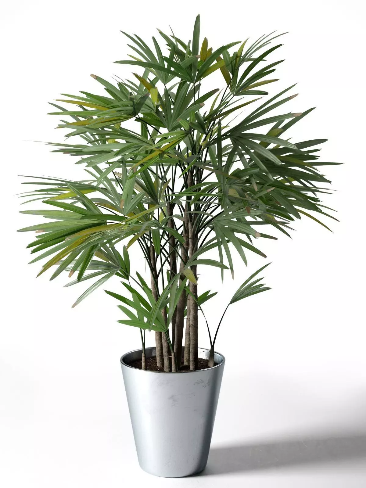 Rhapis Excelsa in Pot 3D model_0