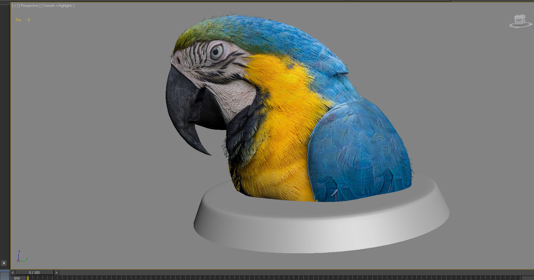 Macaw colorful New World parrots 3D model_2