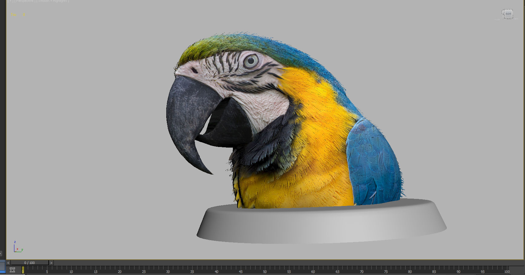 Macaw colorful New World parrots 3D model_3