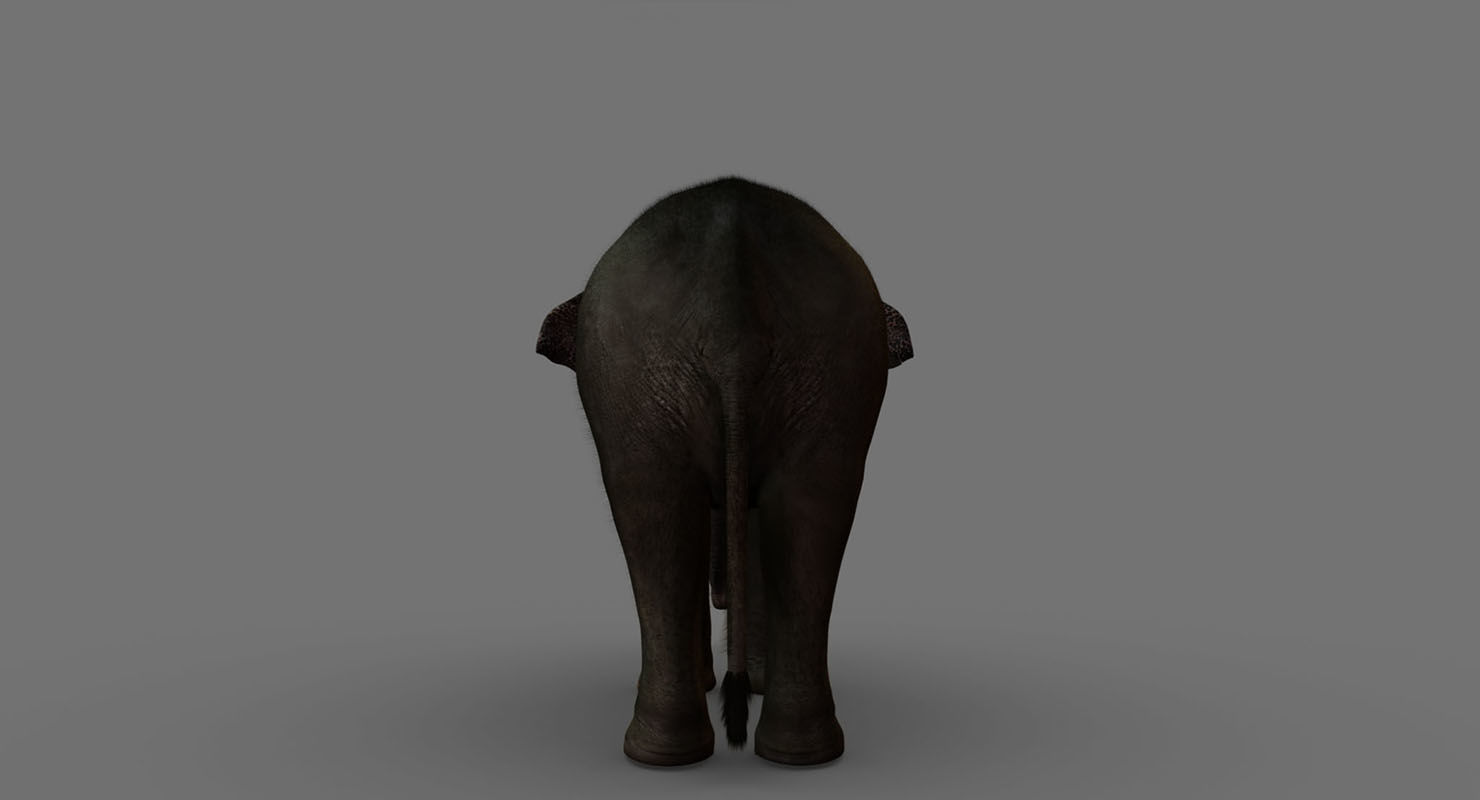 elephant 3d rig model 3D model_12