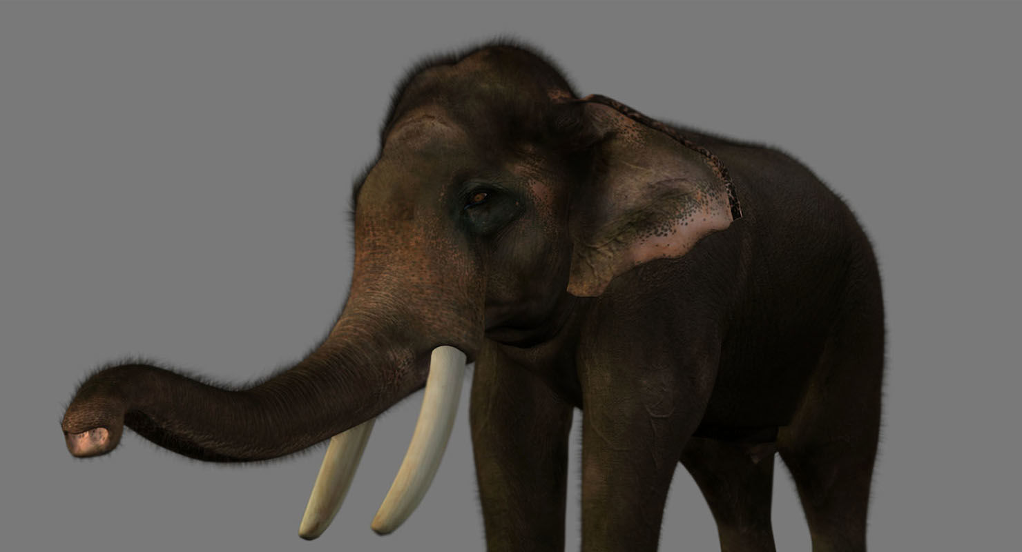 elephant 3d rig model 3D model_15