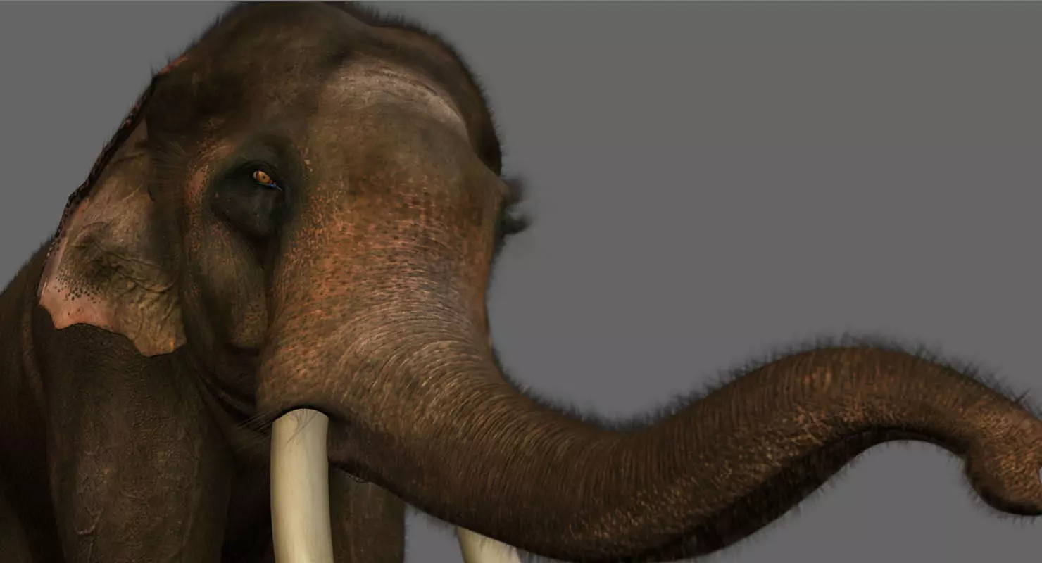 elephant 3d rig model 3D model_0