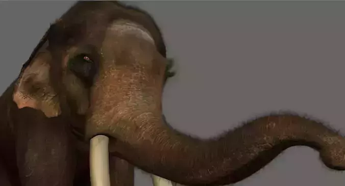 elephant 3d rig model