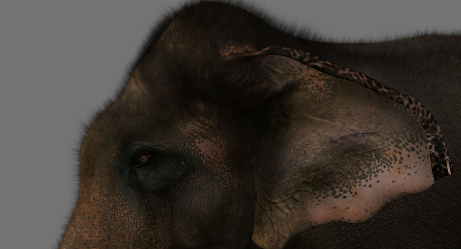 elephant 3d rig model 3D model_8