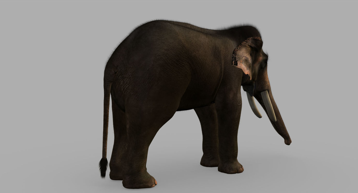 elephant 3d rig model 3D model_13