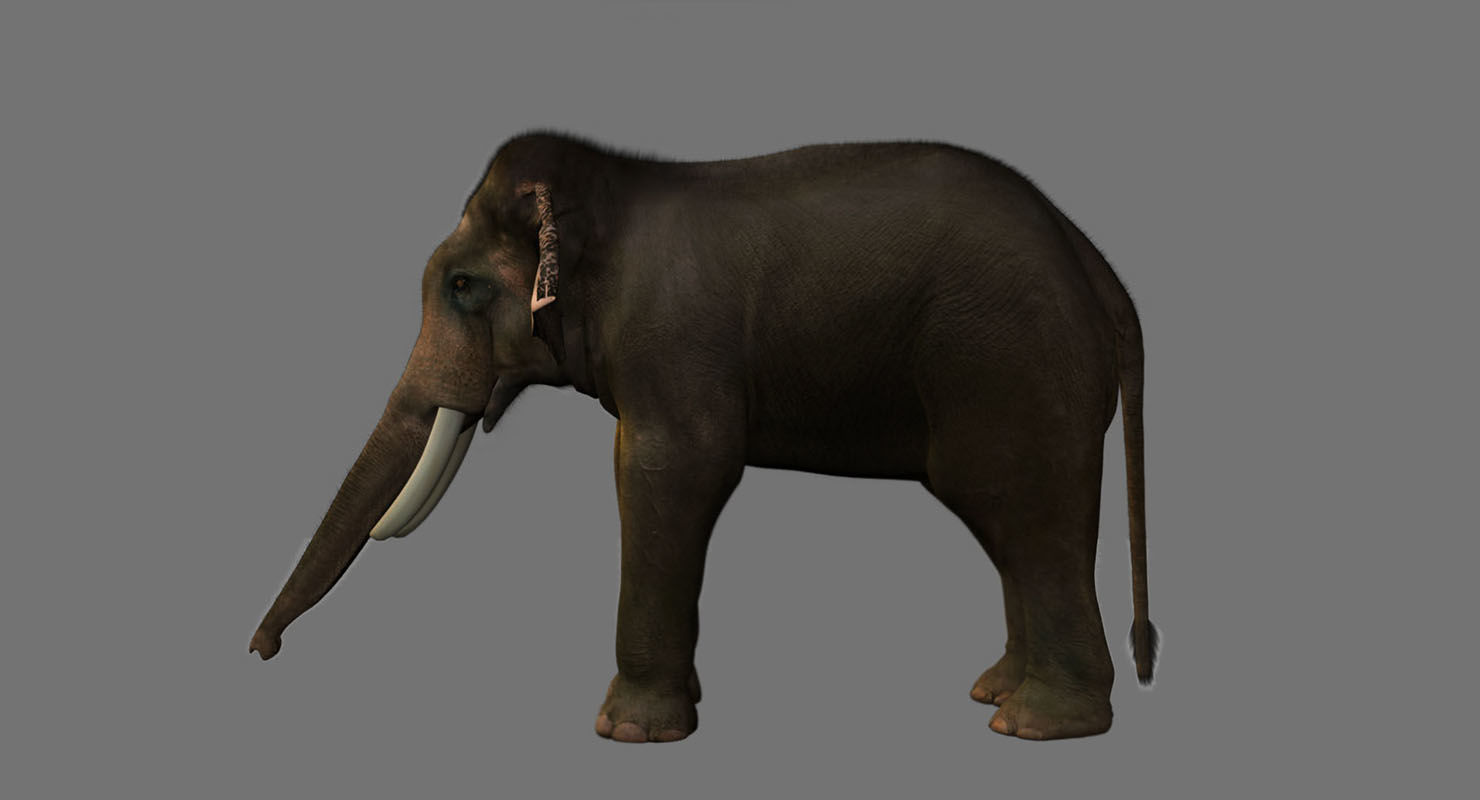 elephant 3d rig model 3D model_10