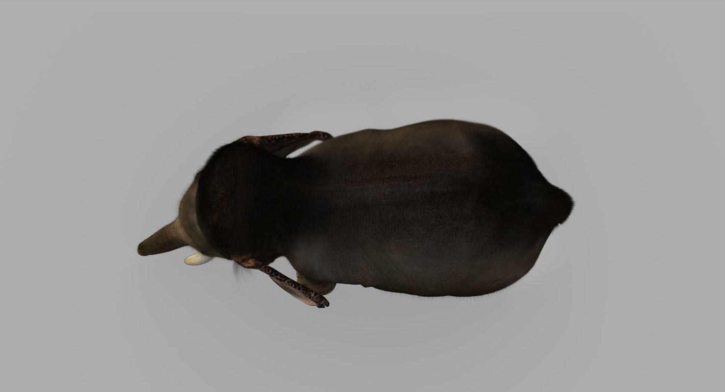 elephant 3d rig model 3D model_14