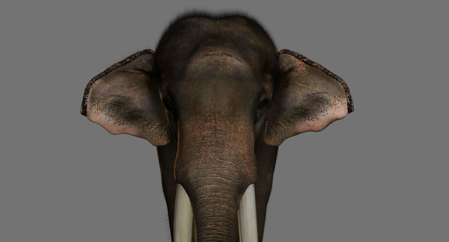 elephant 3d rig model 3D model_9