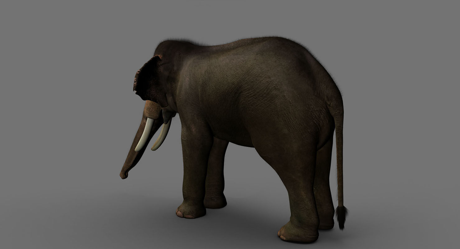 elephant 3d rig model 3D model_11