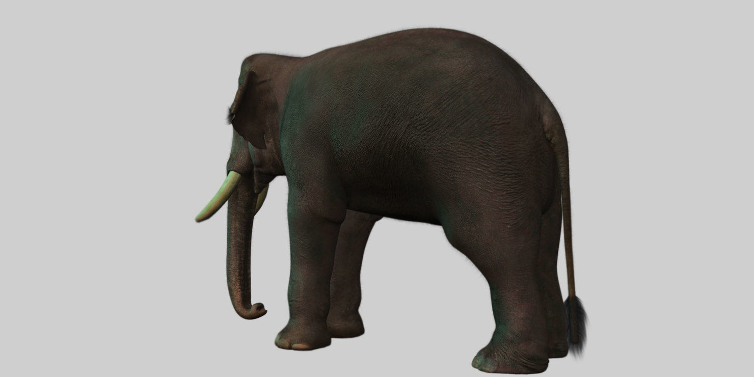 elephant 3d rig model 3D model_7