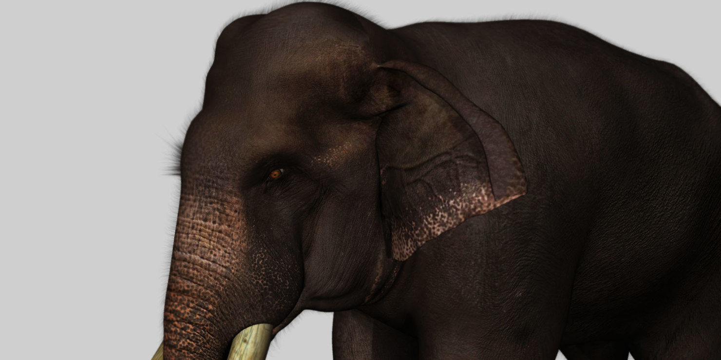 elephant 3d rig model 3D model_4