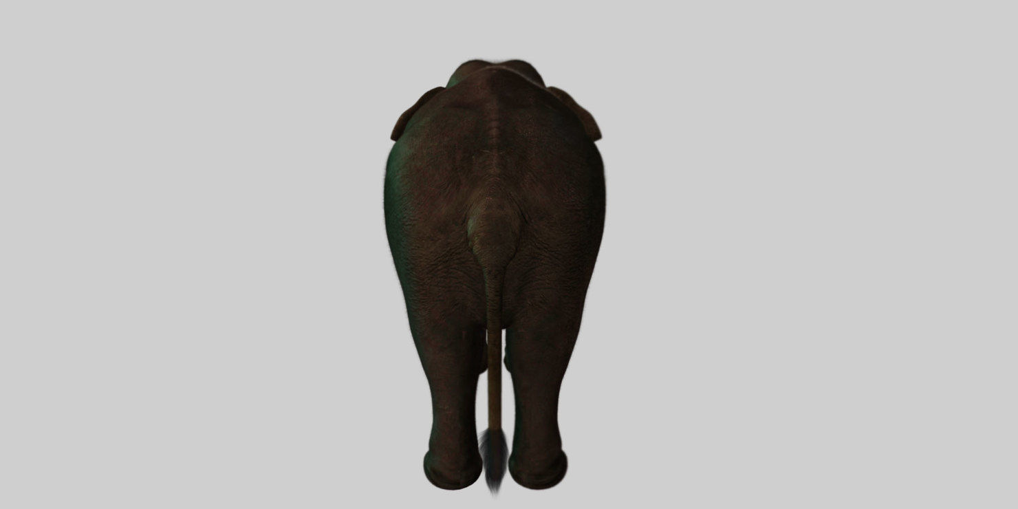 elephant 3d rig model 3D model_8
