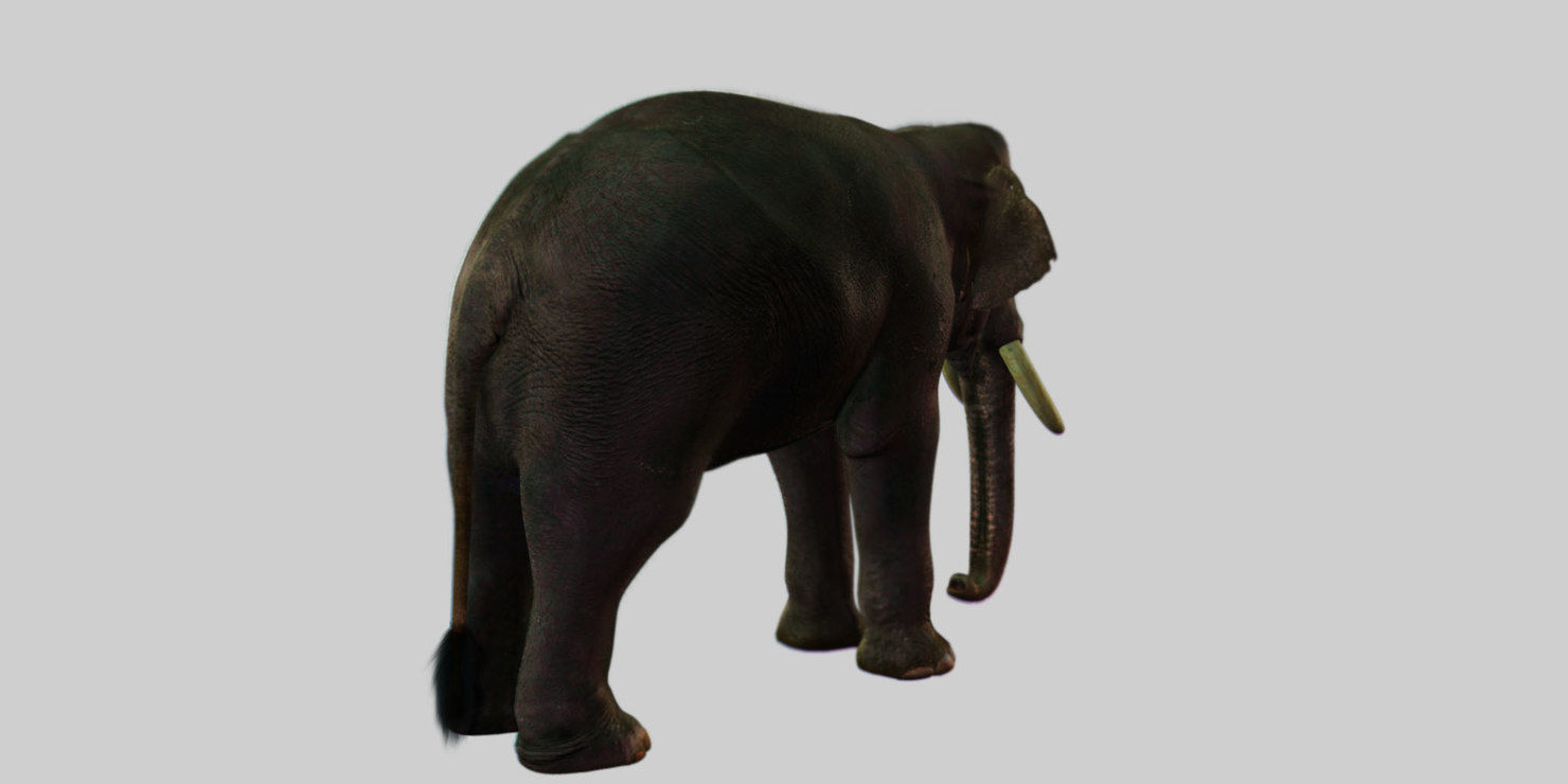 elephant 3d rig model 3D model_9