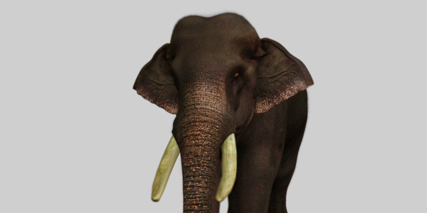 elephant 3d rig model 3D model_5