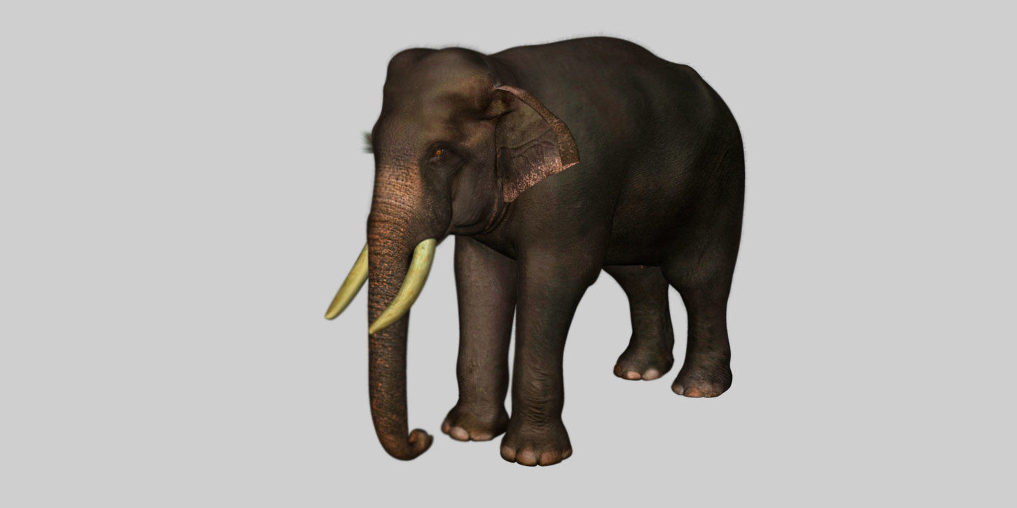 elephant 3d rig model 3D model_6