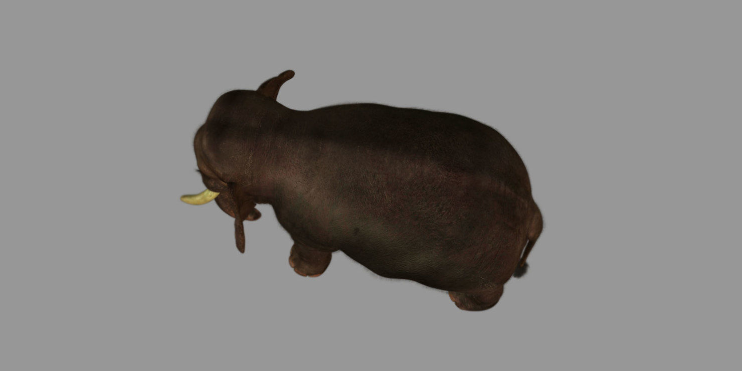 elephant 3d rig model 3D model_10