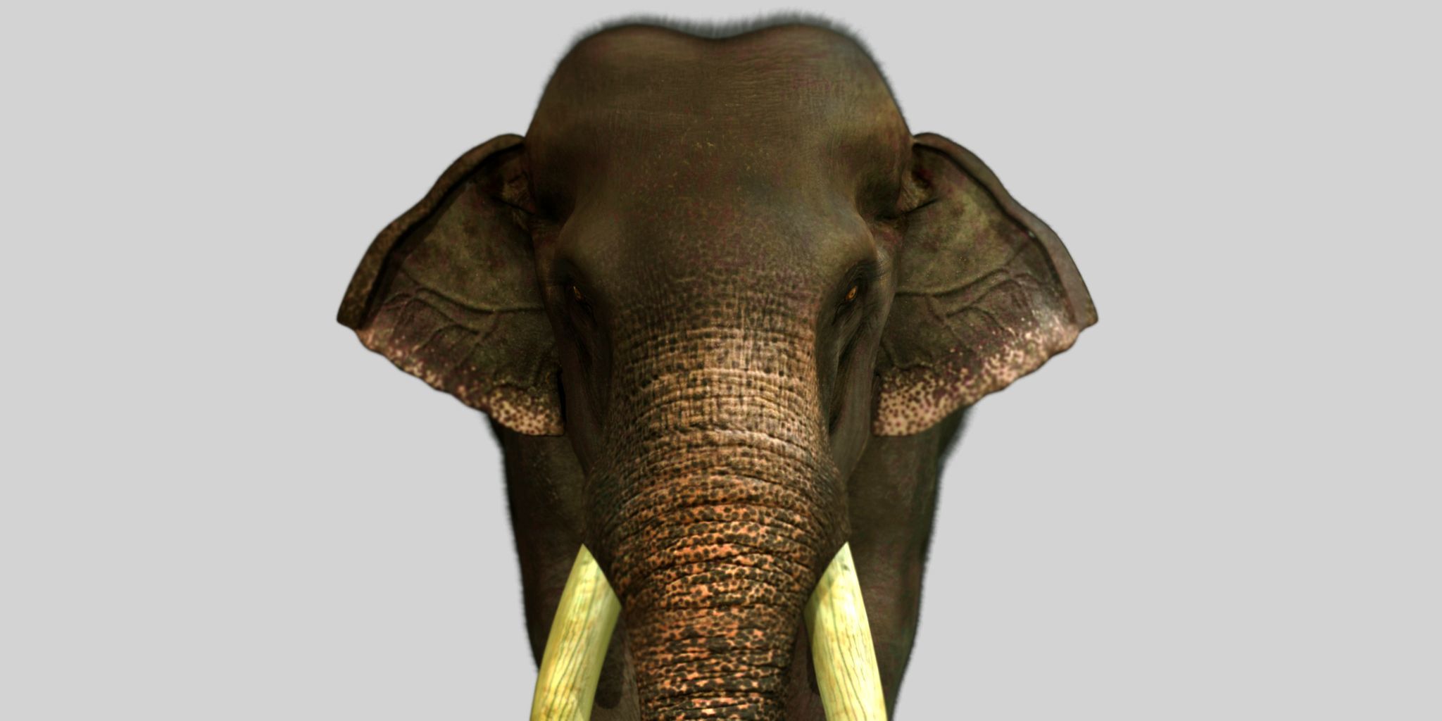 elephant 3d rig model 3D model_1