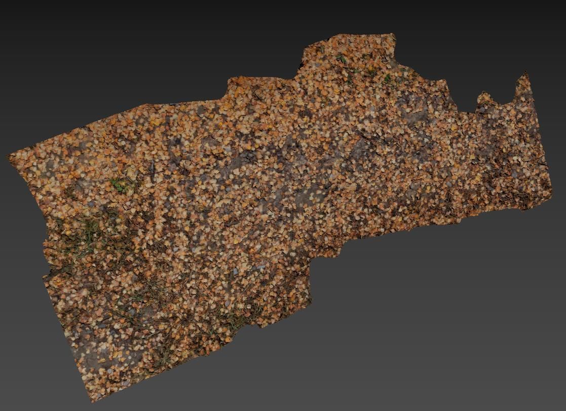 Ground autumn scan 3D model_7
