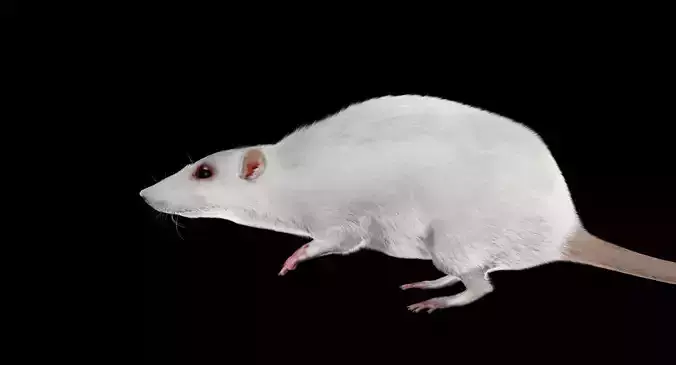 white rat 3d rig model
